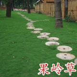 Импортированная зеленая травяная семя двора виллы зеленая гей -трава семена карликовая трава семена семена четыре сезона