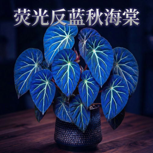 蓝色荧光秋海棠盆栽室内桌面绿植网红观叶植物净化空气蟆叶秋海棠 - 图0
