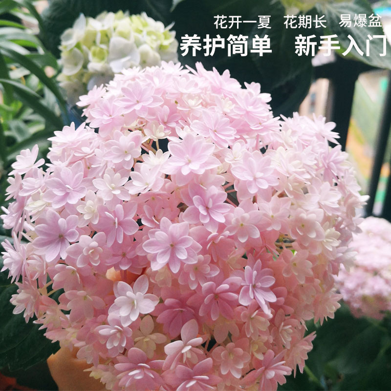 绣球花苗大花盆栽花卉无尽夏花手鞠绣球庭院花卉盆栽大花室内植物-图3