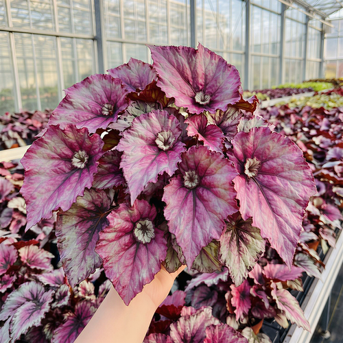 五彩蜗牛秋海棠盆栽室内热植彩叶芋观叶植物耐阴花卉蟆叶秋海棠 - 图0