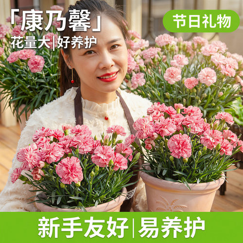 康乃馨盆栽带花苞室内阳台庭院四季好养开花植物石竹大花苗鲜切花 - 图0