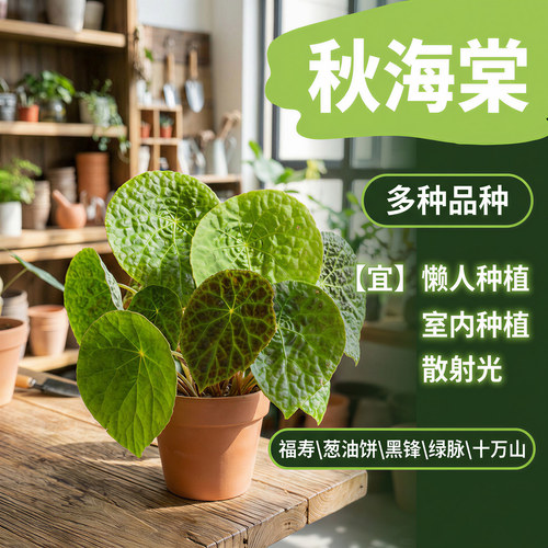 福寿蟆叶秋海棠盆栽室内桌面绿植盆栽净化空气圆形叶观叶植物耐阴 - 图3