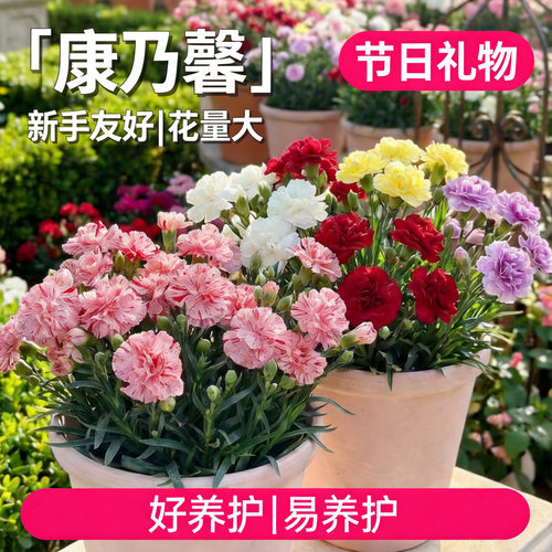 康乃馨盆栽带花苞室内阳台庭院四季好养开花植物石竹大花苗鲜切花 - 图1