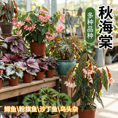 鳟鱼粉旗鱼秋海棠盆栽室内ins风网红绿植蟆叶秋海棠海威耐阴好养 - 图3