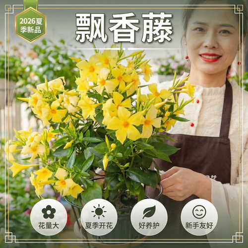 飘香藤盆栽带花苞阳台庭院四季好养开花重瓣大叶大花杏色爬藤植物 - 图0