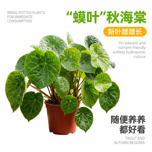 福寿蟆叶秋海棠盆栽室内桌面绿植盆栽净化空气圆形叶观叶植物耐阴 - 图2