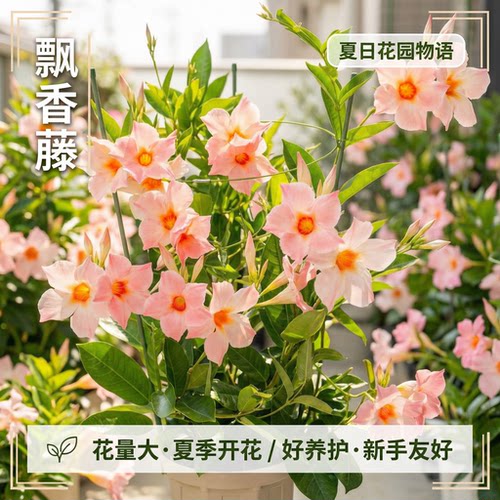 飘香藤盆栽带花苞阳台庭院四季好养开花重瓣大叶大花杏色爬藤植物 - 图2