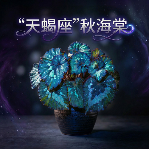秋海棠盆栽ins风网红款室内绿植天蝎座荧光秋海棠开花耐阴好养活 - 图2