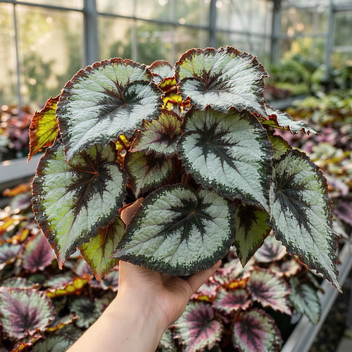 五彩蜗牛秋海棠盆栽室内热植彩叶芋观叶植物耐阴花卉蟆叶秋海棠 - 图1