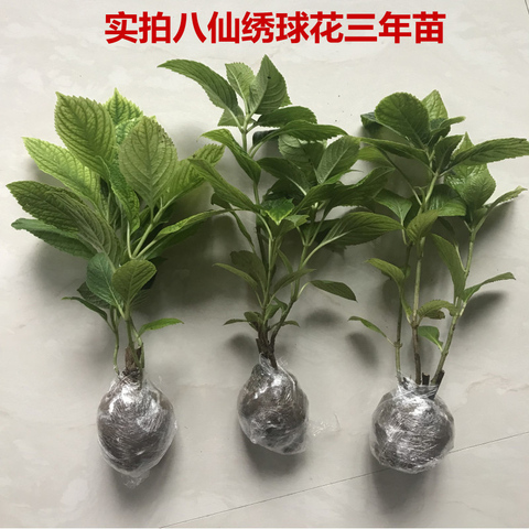 无尽夏绣球花苗盆栽阳台植物四季鲜花大八仙花带花苞老桩室内花卉