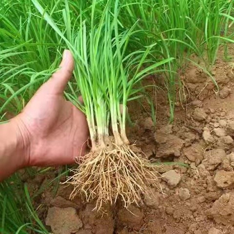 四季韭菜根苗阳台庭院种植野红紫根食用韭菜苗盆栽种子小细叶韭菜 - 图1