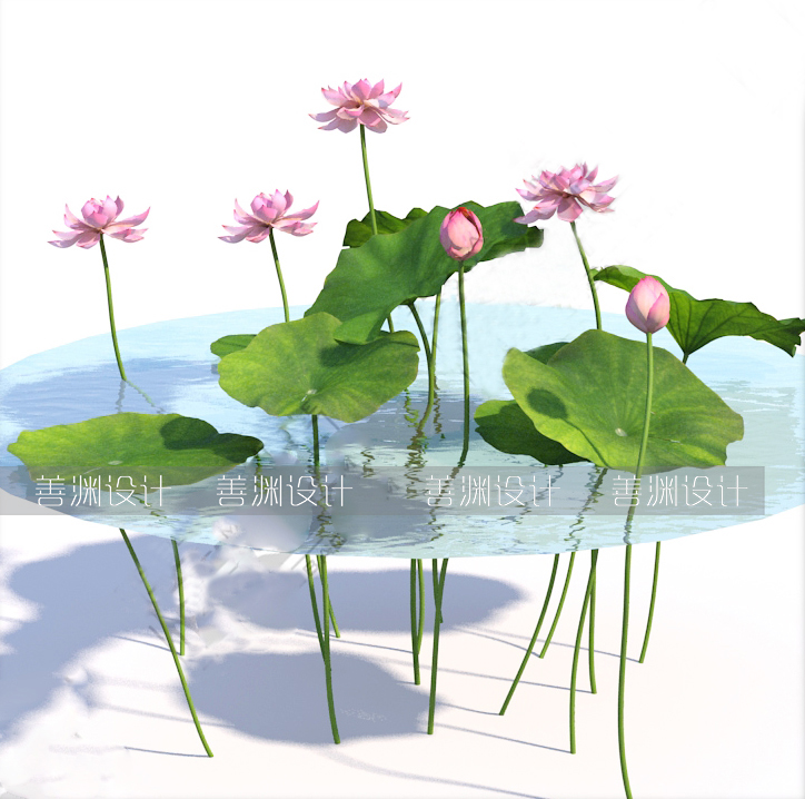 荷叶/荷花/莲花  3d植物C4D/犀牛/OBJ/3ds/3dmax/maya/FBX/SU可用 - 图1