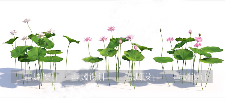 荷叶/荷花/莲花 3d植物C4D/犀牛/OBJ/3ds/3dmax/maya/FBX/SU可用-图3