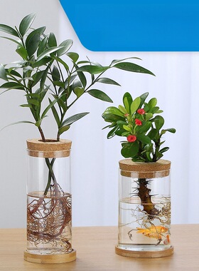 水培植物生态瓶多规格绿萝瓶高硼硅玻璃花瓶水养微景观植物瓶摆件