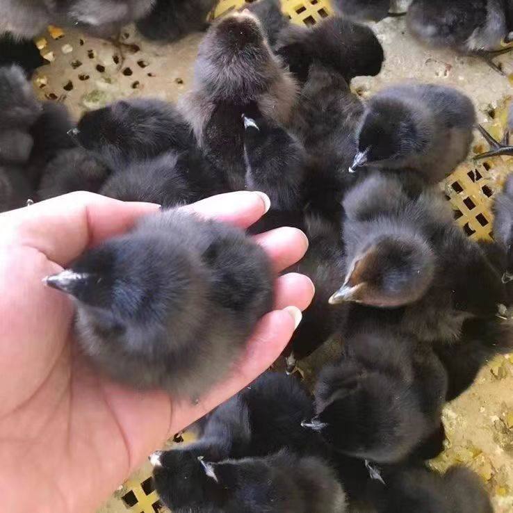 纯种五黑鸡种蛋受精蛋可孵化五黑一绿乌骨土鸡种蛋宠物鸡,淘宝优惠券,粉丝福利购,淘宝优惠卷