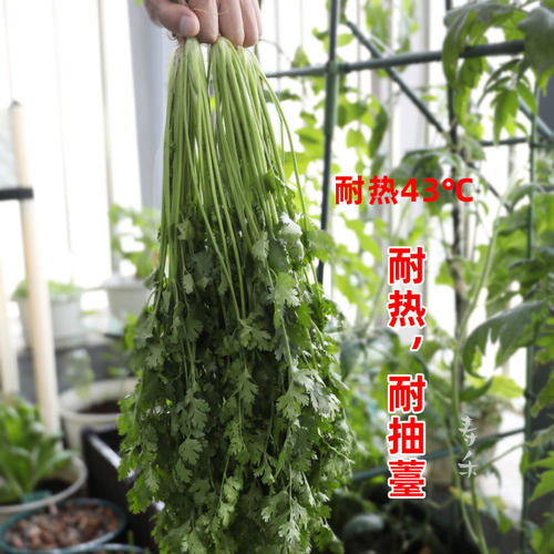 耐热香菜种籽高温夏季夏天种植的蔬菜种子四季籽种适合种的菜菜种 - 图1