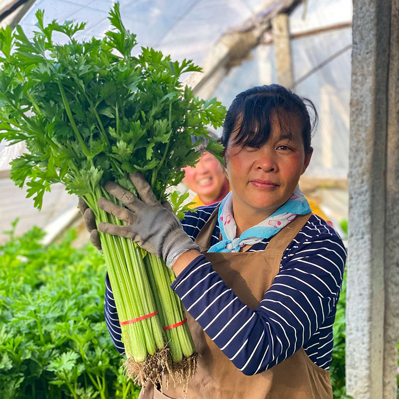 四季小香芹种子种籽孑苗秧大芹菜根苗蔬菜菜苗苗子秧苗籽种批发 - 图1