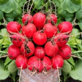 Фруктовая вишневая щита ренай