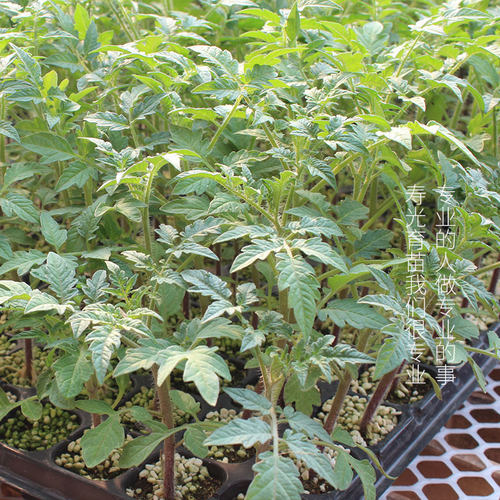 番茄种子种籽苗普罗旺斯西红柿四季蔬菜水果菜苗秧大全秧苗老品种 - 图3