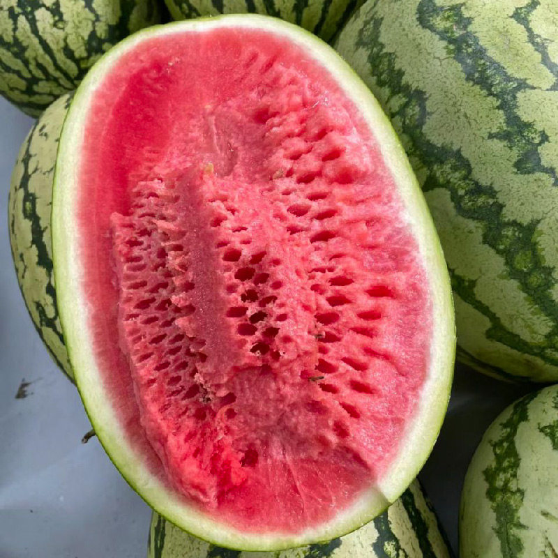 懒汉西瓜种子种籽孑苗秧盆栽8424美都麒麟瓜嫁接秧苗菜苗蔬菜大全,淘宝优惠券,粉丝福利购,淘宝优惠卷