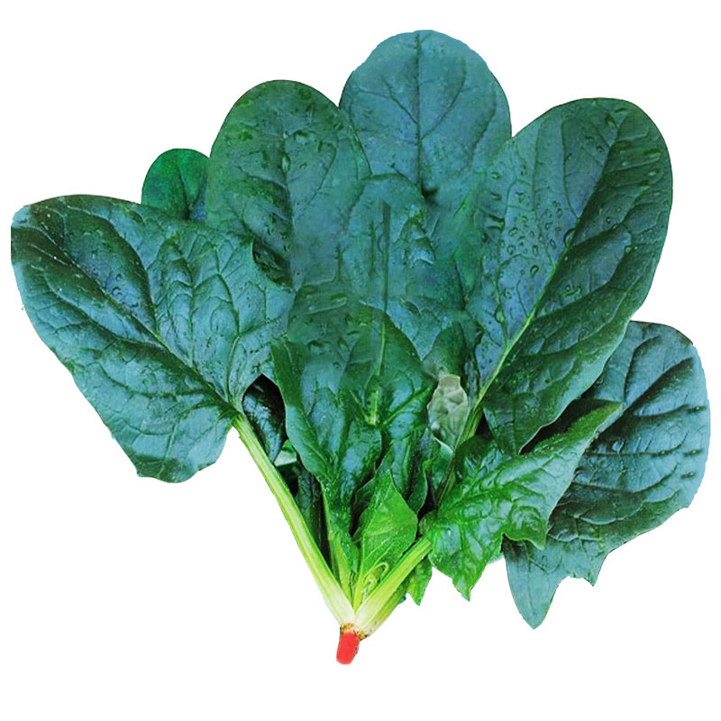 大叶肉菠菜种子种籽孑红根根高产籽种耐寒波菜冬季种籽秋冬季菜籽