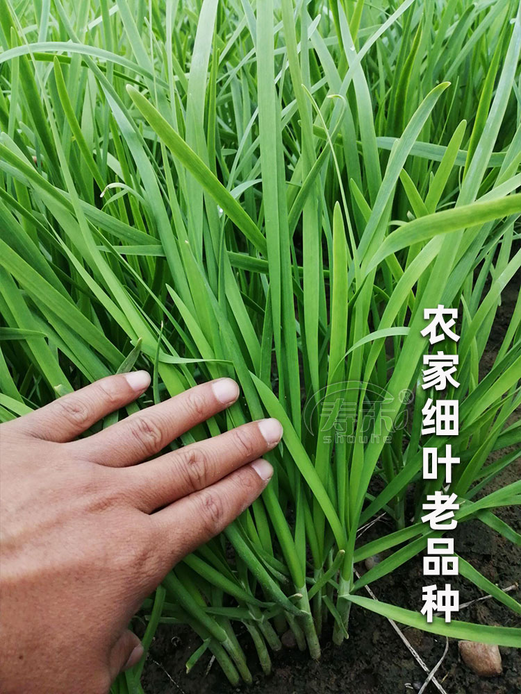 韭菜种子种籽子苗菲菜红根四季根苗紫根籽种蔬菜孑籽种小叶宽叶根-图1