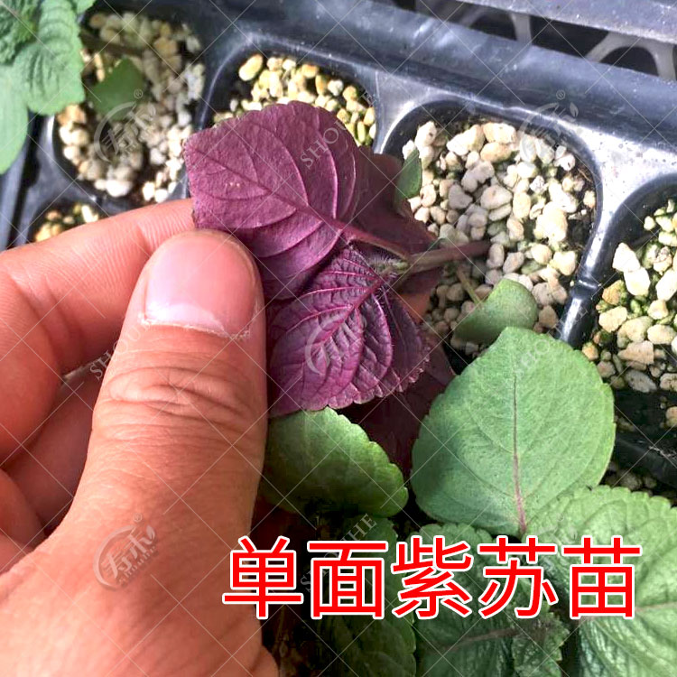 紫苏种子种籽孑子苗盆栽食用紫苏叶四季紫苏子种植菜苗秧苗苏子叶 - 图2