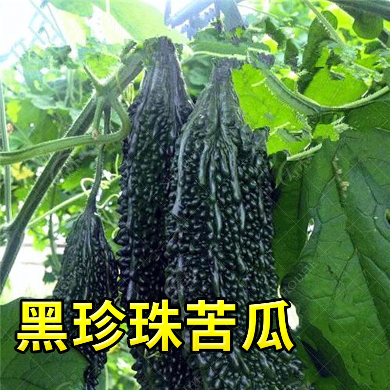 台湾黑珍珠黑苦瓜种子种籽苗孑黑皮高产水果四季春季蔬菜苗秧秧苗