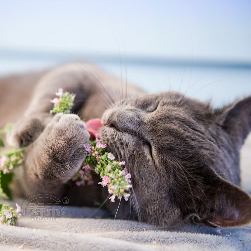 盆栽猫薄荷种子苗可食用幼苗猫草留兰香柠檬四季种植草种籽孑子种,淘宝优惠券,粉丝福利购,淘宝优惠卷