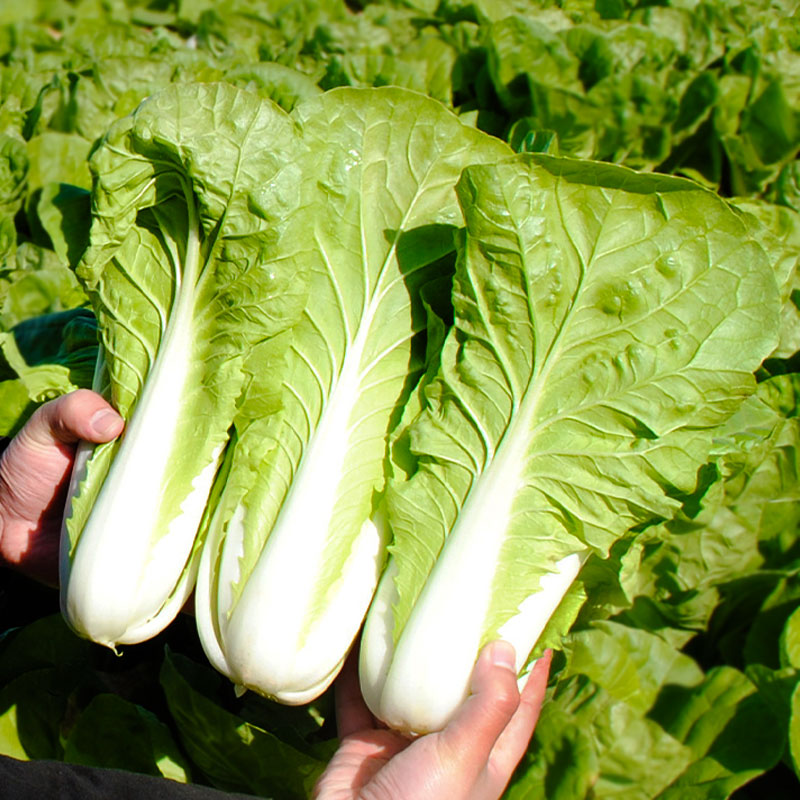 奶油快菜种子种籽四季小白菜蔬菜青菜菜种孑子籽种大全白莱快菜种-图2