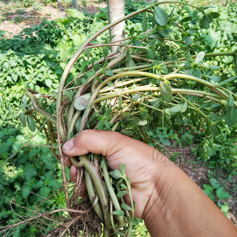 食用马齿苋种子种籽马芷苋籽种盆栽马苋菜蔬菜孑苋菜秋季青菜菜籽-图1