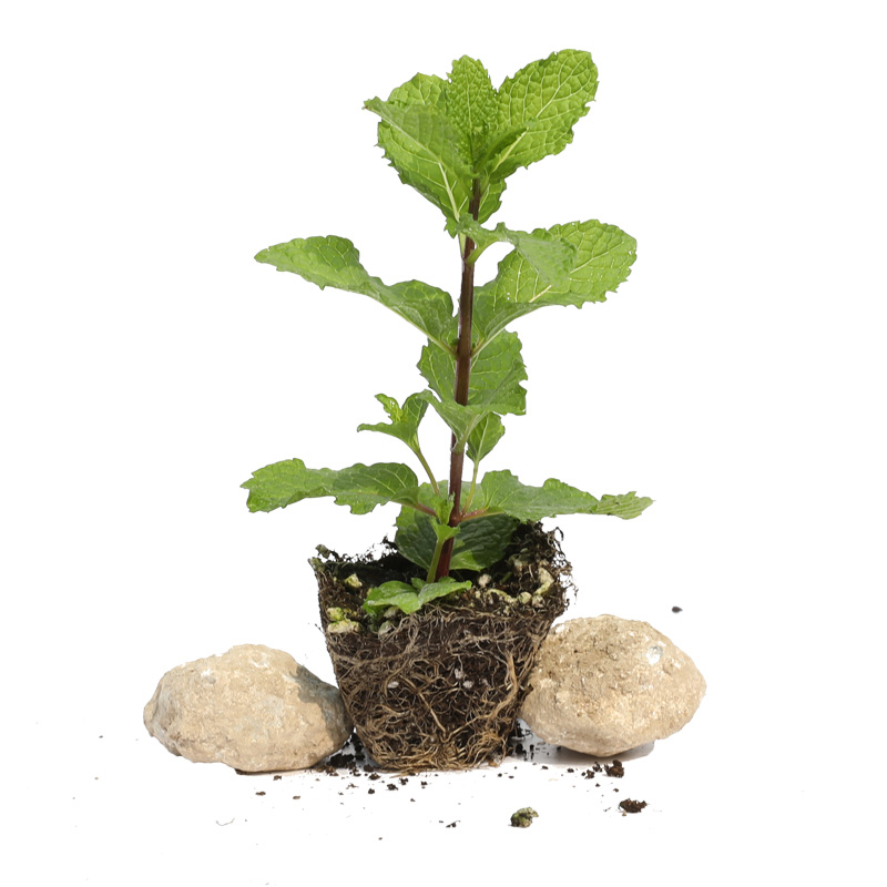 盆栽猫薄荷种子苗可食用幼苗猫草留兰香柠檬四季种植草种籽孑子种,淘宝优惠券,粉丝福利购,淘宝优惠卷