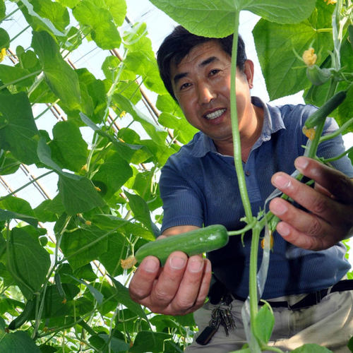 寿禾种业高产水果黄瓜种子大全种籽苗秋正宗青瓜嫁接小秧盆栽秧苗 - 图3