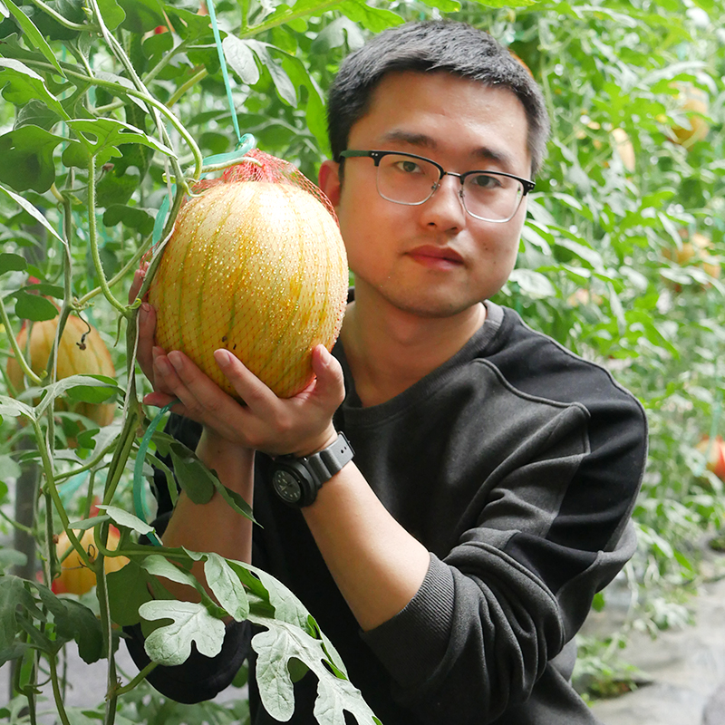 黄皮红瓤西瓜种子种籽超甜薄皮黄心南方四季阳台小型水果孑肉种植-图2