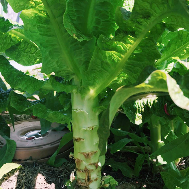 四季莴笋种子青皮绿肉香窝笋莴苣孑高产耐热耐寒春秋播种种籽 - 图1