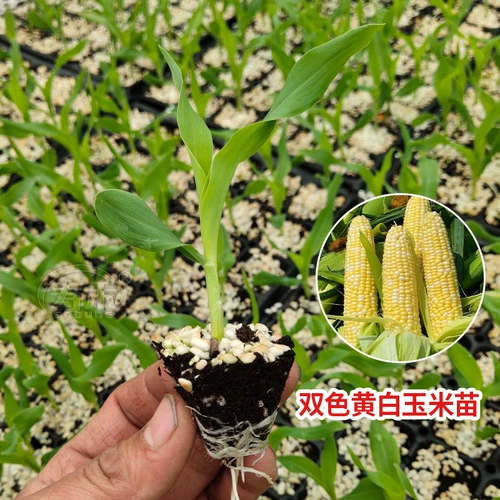 Семена семян семян семян кукурузы