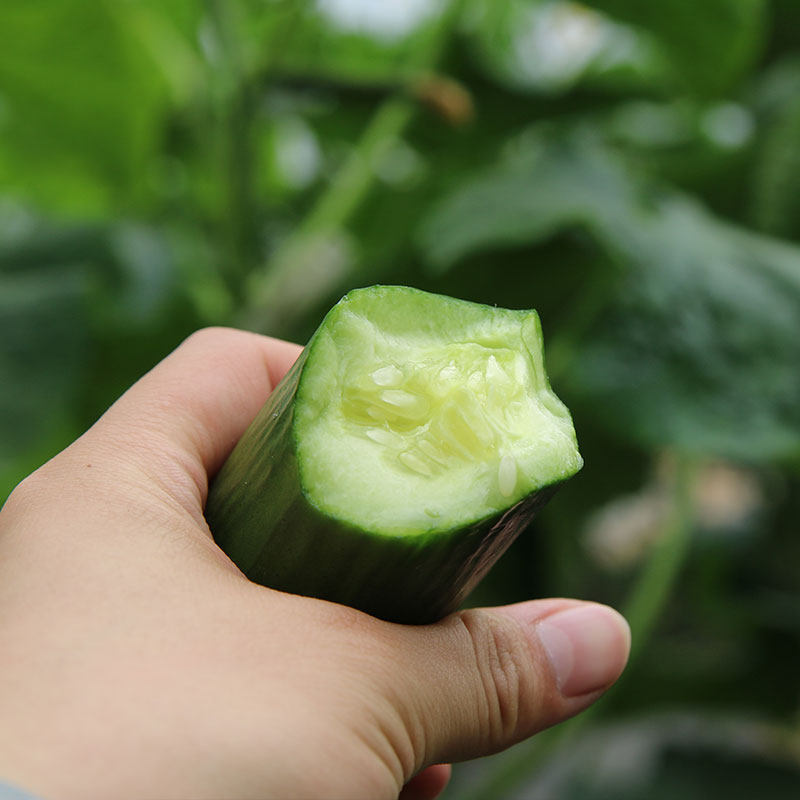 寿禾种业高产水果黄瓜种子种籽苗秋孑子青瓜嫁接大全小秧盆栽秧苗,淘宝优惠券,粉丝福利购,淘宝优惠卷