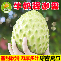 Milk Pineapples Sakago Fruit When Season Fresh Tropical Fruits Sakya Fruits 3 Kilos