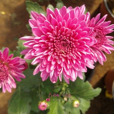 菊花苗木本花卉多年生大菊花多头玛格丽特盆景四季开花品种美人菊 虎窝淘