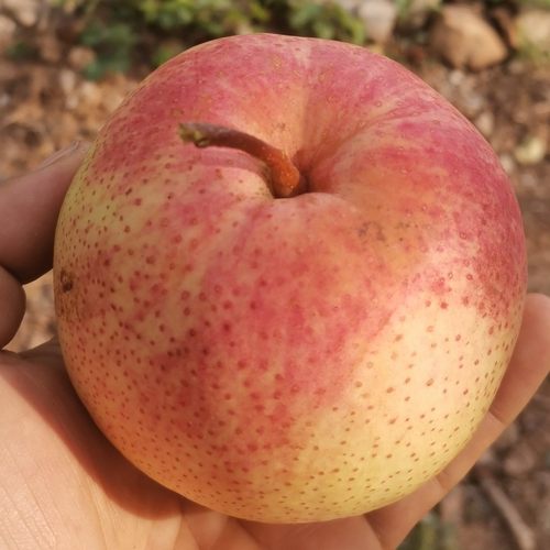 北京平谷茅山后佛见喜梨礼盒装新鲜水果贡梨金海湖佛见喜红梨中果 - 图2