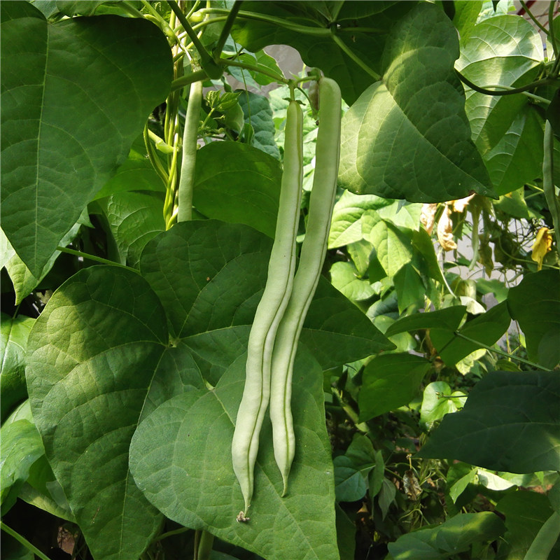 北京时令新鲜蔬菜长嫩豆角青菜产地直销炒菜食用四季架豆现摘特产 - 图1