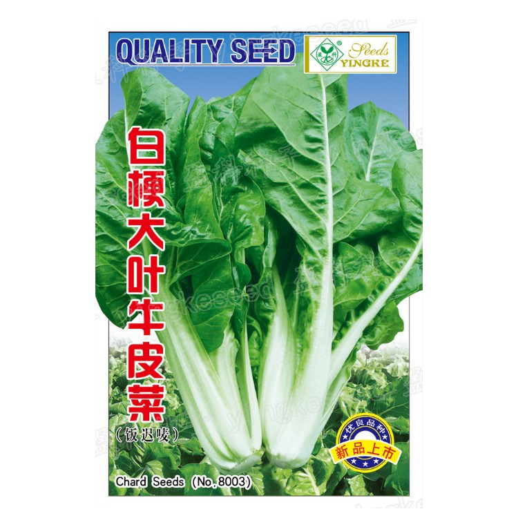 牛皮菜(厚合菜厚皮菜 莙达菜) 四季菜种子阳台种菜盆栽蔬菜种籽孑 - 图3