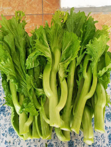柳州6号甜芥苔种子10克 早熟尖叶型芥菜苔清脆无渣秋季蔬菜种子孑 - 图0