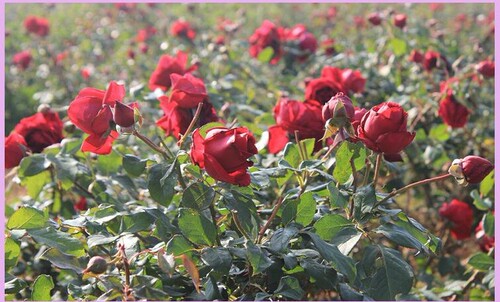 【清风月季园】墨红食用玫瑰花苗  四季开花 浓香型红玫瑰  中苗 - 图2