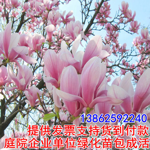 绿化苗木广玉兰树苗紫玉兰小苗红玉兰白玉兰黄玉兰苗嫁接玉兰树苗 - 图2