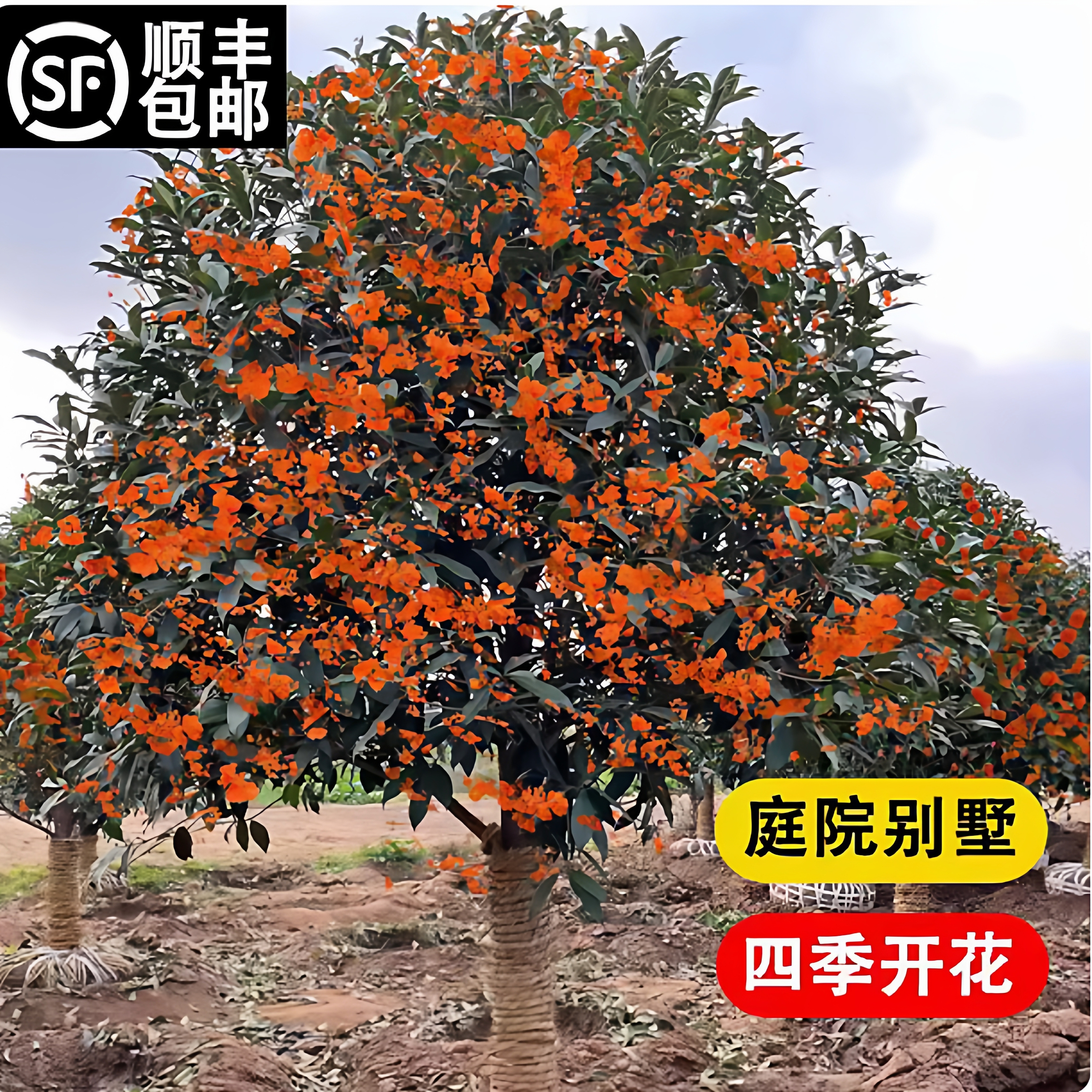 桂花树苗庭院地栽金桂丹桂原生桂树大树苗植物浓香花卉四季桂常青 - 图3