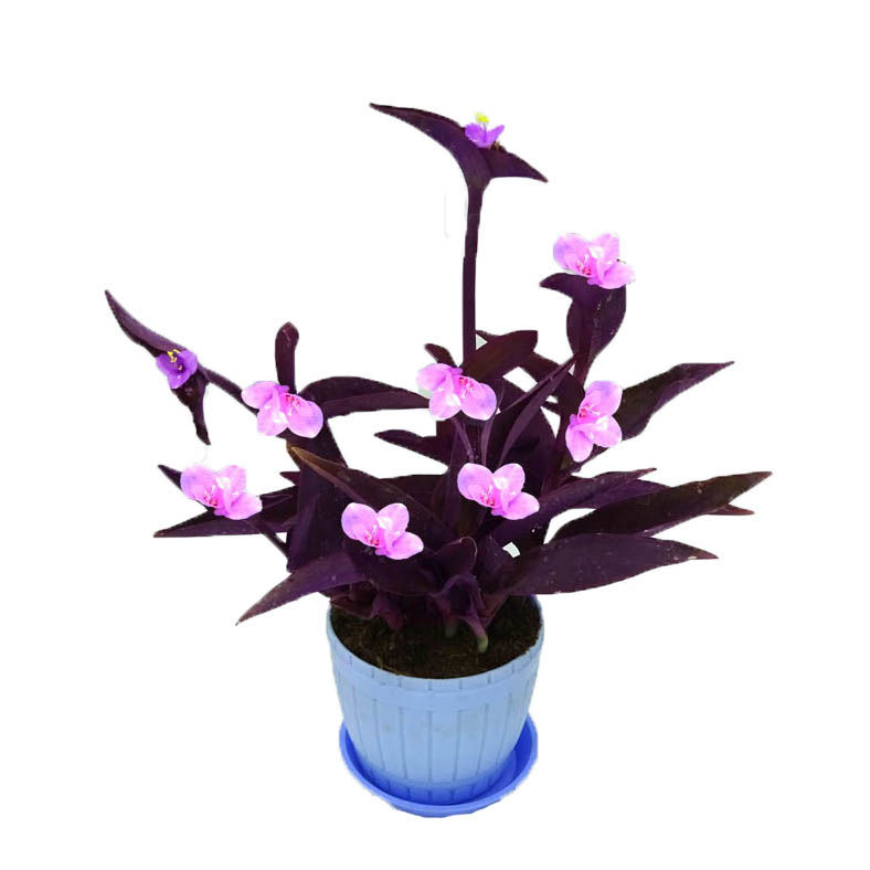 室外室内花卉绿植盆载紫竹梅紫罗兰开花吊兰植物喜阳的植物 - 图3