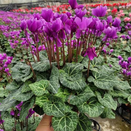 仙客来盆栽带花室内客厅观赏花卉四季开花好养易成活阳台观花植物 - 图2