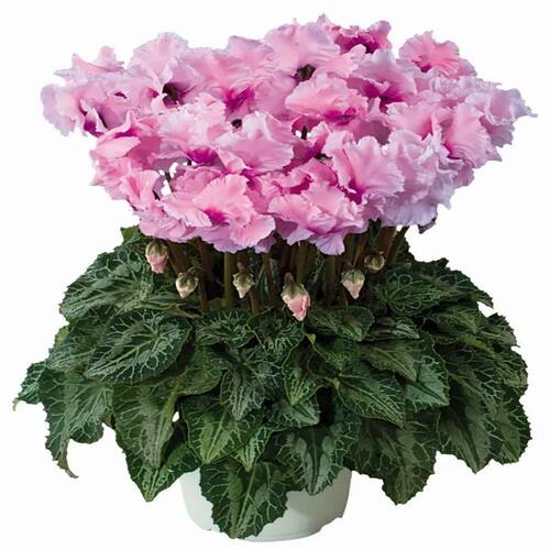 仙客来盆栽带花室内客厅观赏花卉四季开花好养易成活阳台观花植物 - 图3