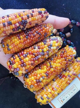 天然文玩玉米手把件红色菩提藏银迷你车饰挂摆件招财盘玩可爱收藏